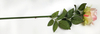 Single New Horn Rose