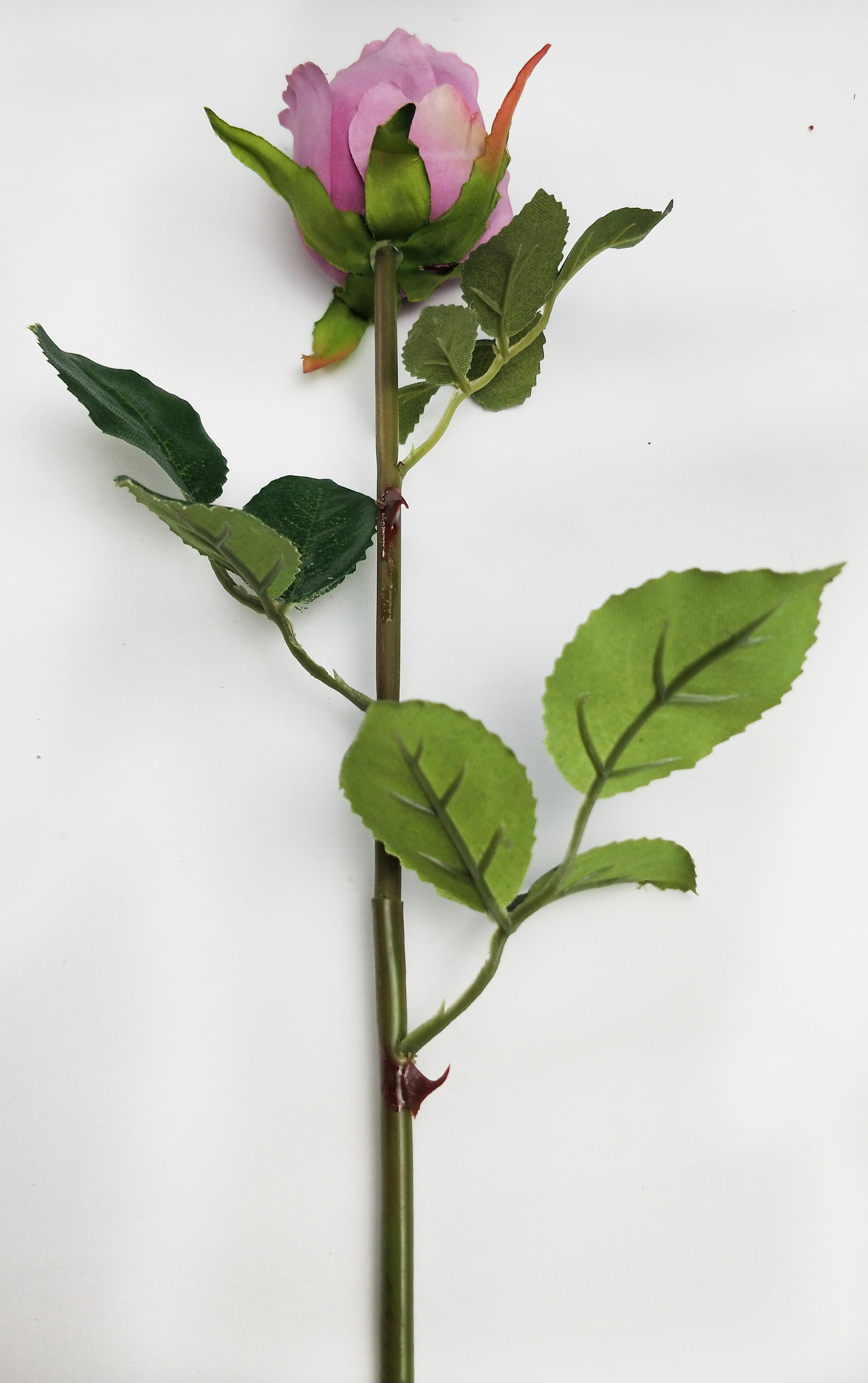 Rose Bud of Single Lover