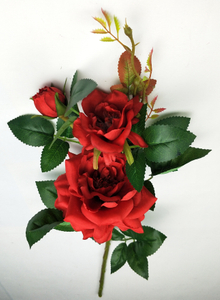 Chinese rose-3T