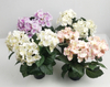 Hydrangea pot-5C