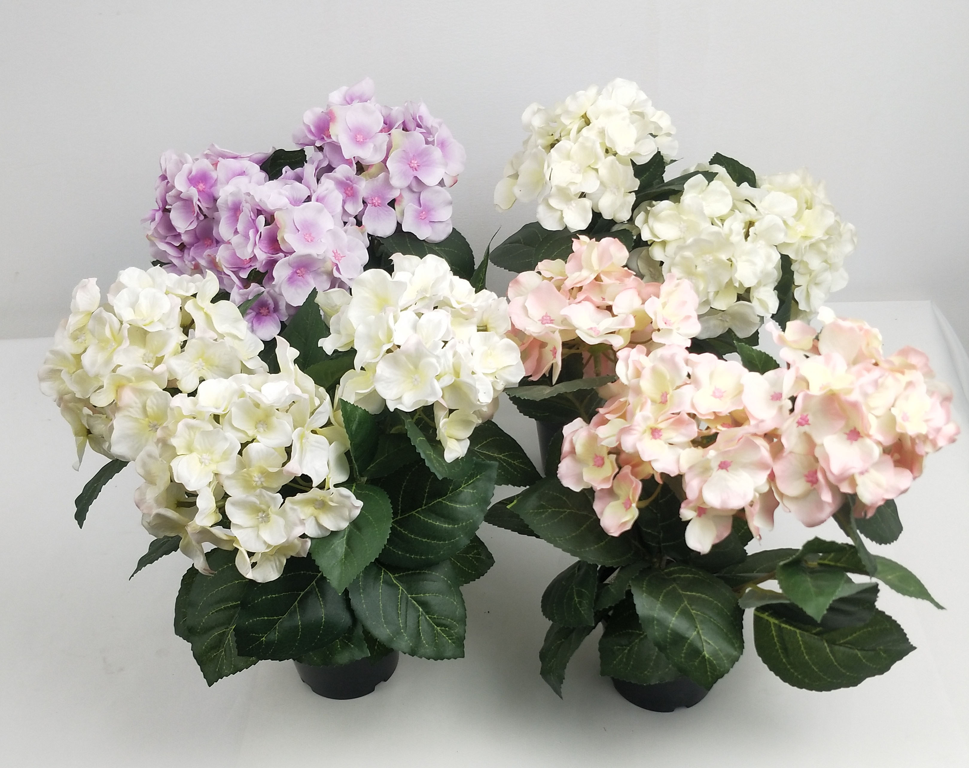 Hydrangea pot-5C