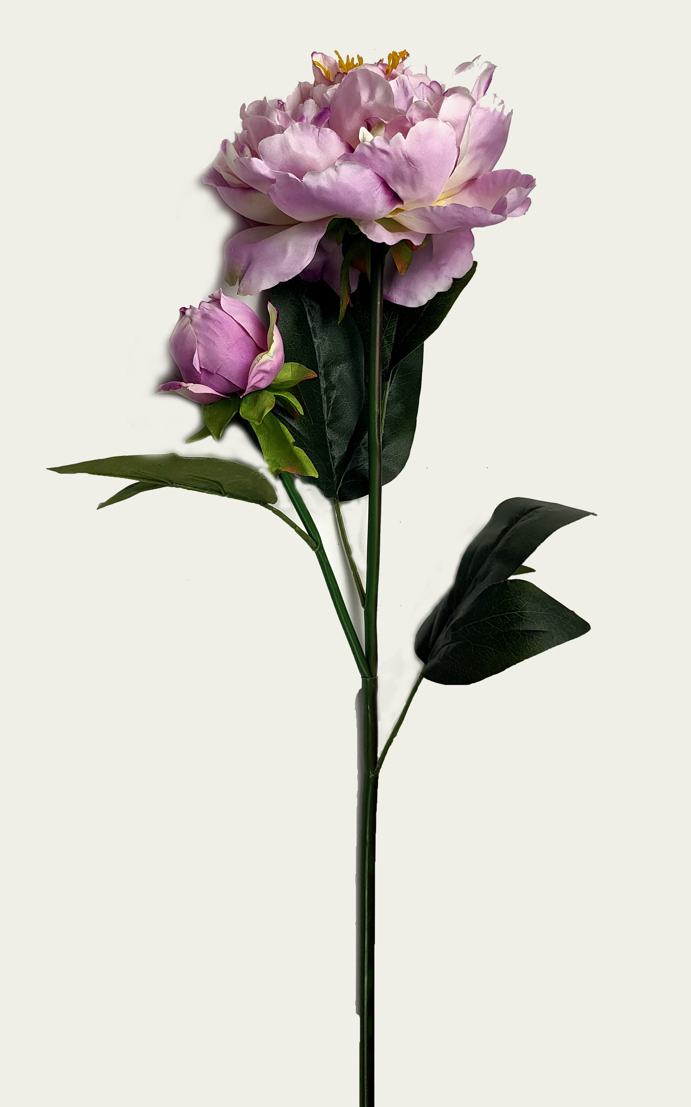Peony-2T