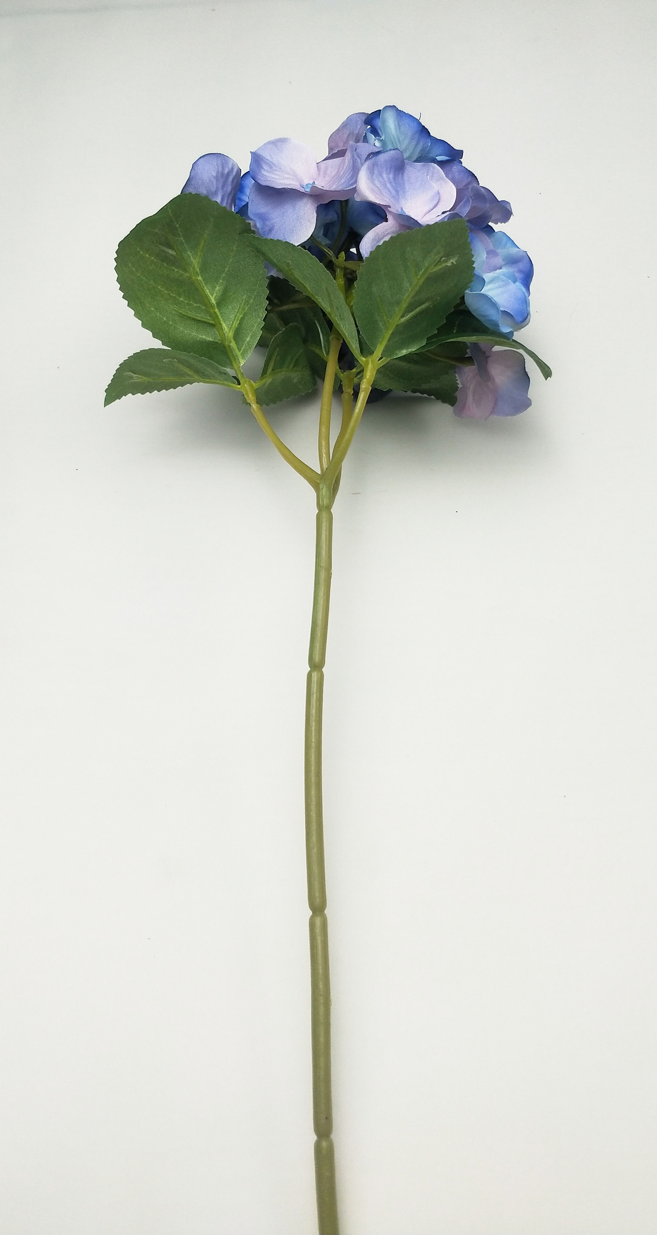 Small single hydrangea
