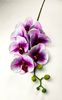 Big orchid-7T