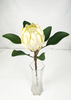 New Protea
