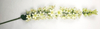 Small Lily