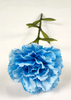 Carnation