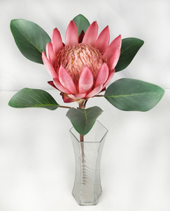 Big Protea