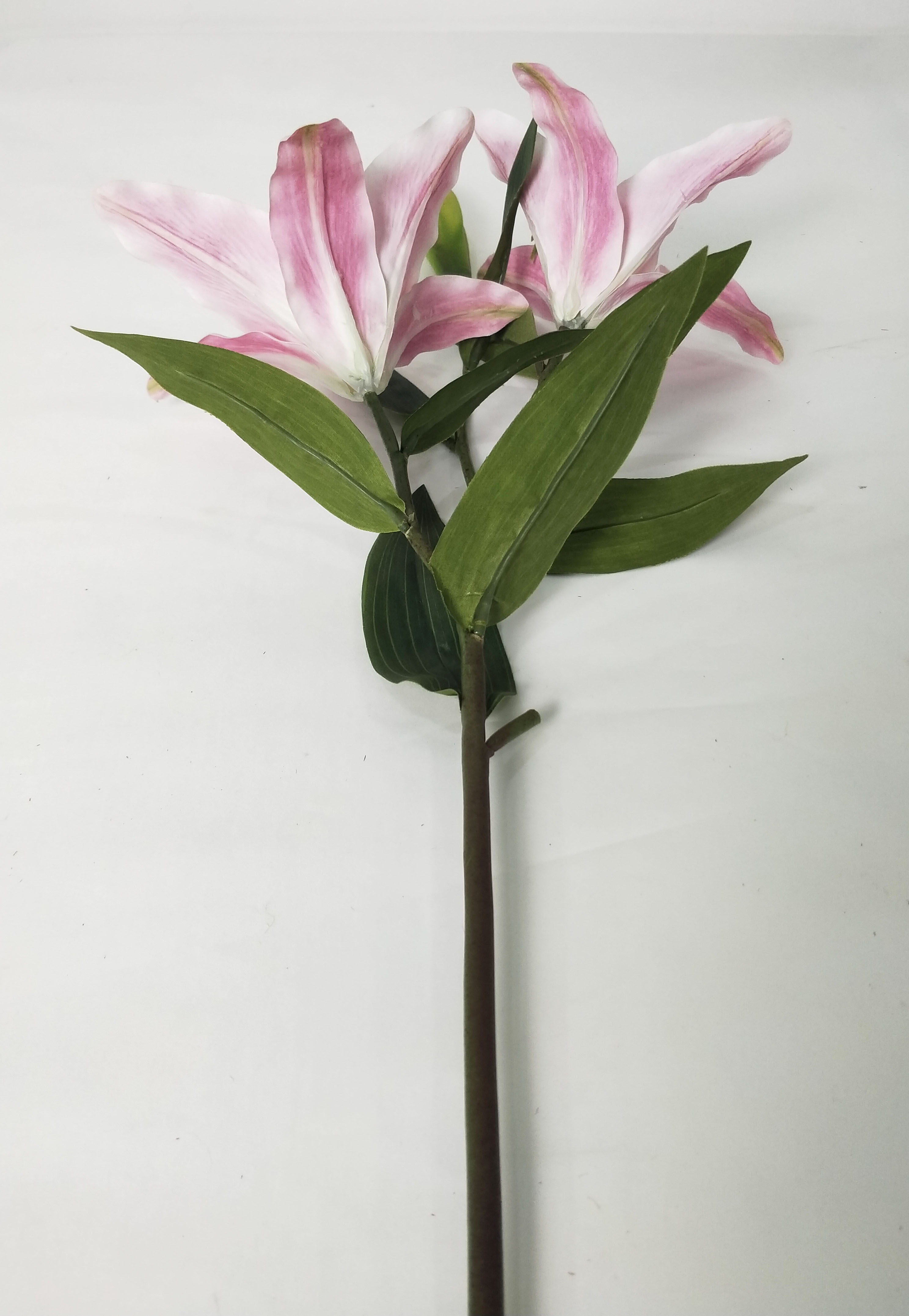 Lily