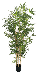 180cm Bamboo