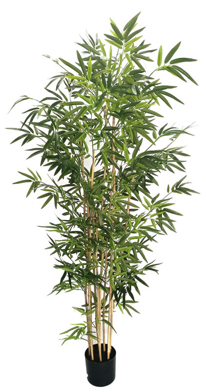 180cm Bamboo
