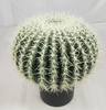 50cm Ball Cactus