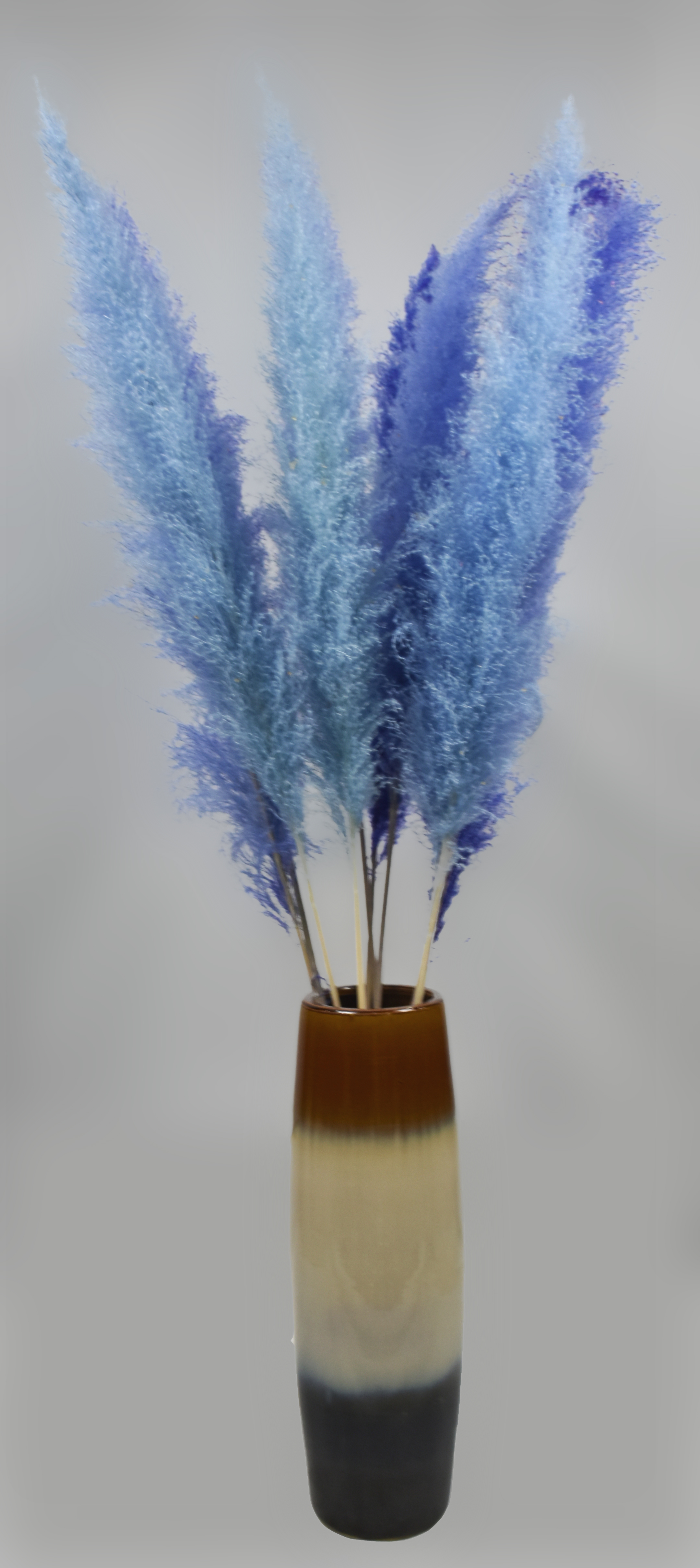 Reed