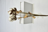 6T-Cotton（Single stalk）