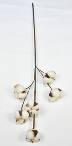 6T-Cotton