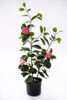 70cm Ficus with Flowers