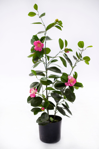 70cm Ficus with Flowers