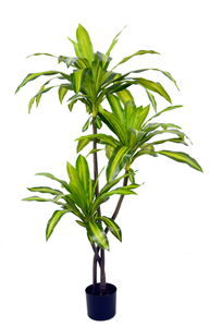 NEW 130cm Dracaena Fragrans