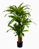 130cm Dracaena Fragrans
