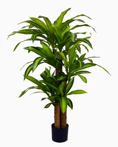 130cm Dracaena Fragrans