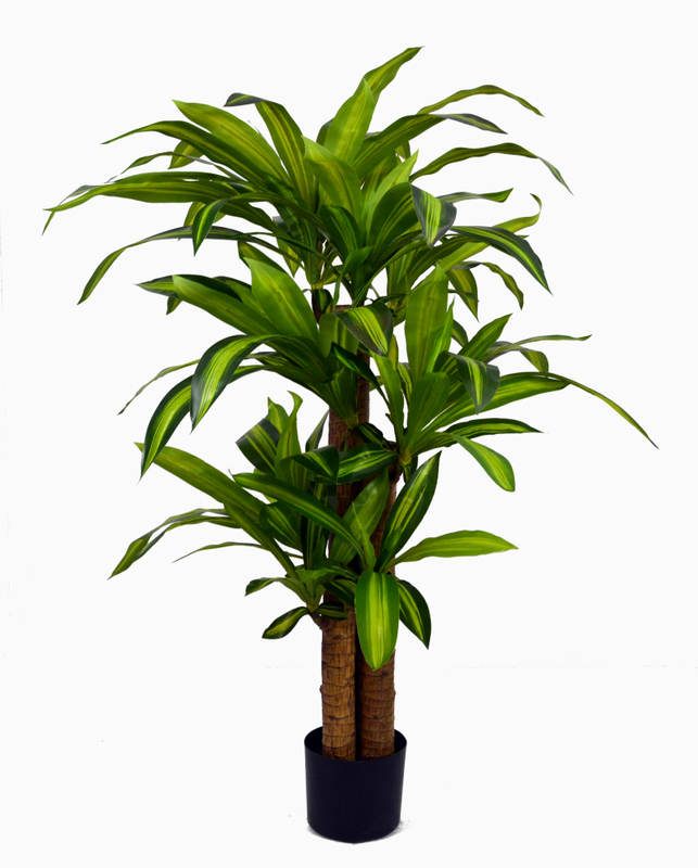 130cm Dracaena Fragrans