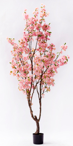 200cm Blossom