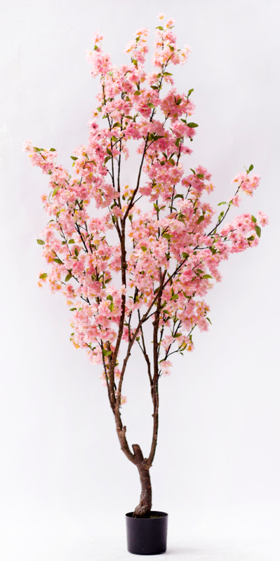 200cm Blossom