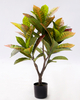 77cm Croton Plant