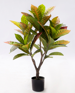 77cm Croton Plant