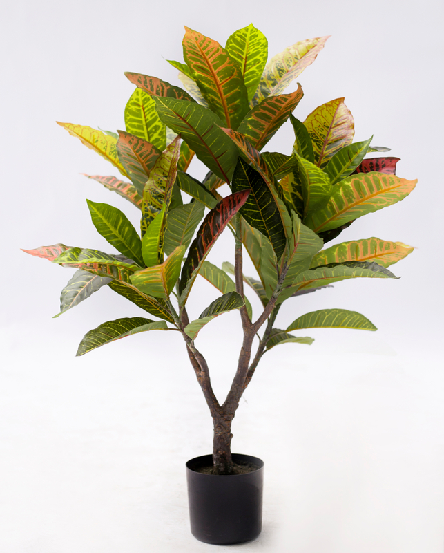 77cm Croton Plant