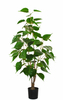 105cm Silver Birch