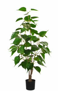 105cm Silver Birch
