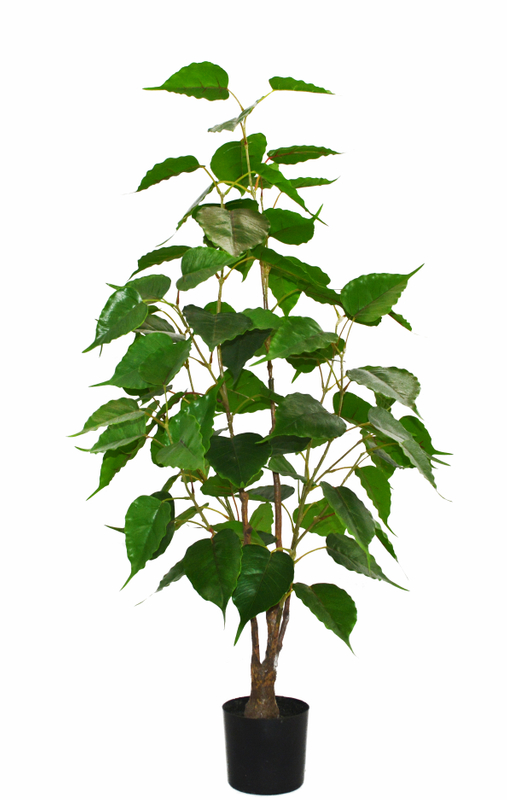 105cm Silver Birch