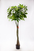170cm Pachira Macrocarpa