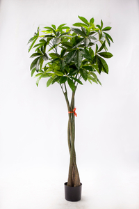 170cm Pachira Macrocarpa