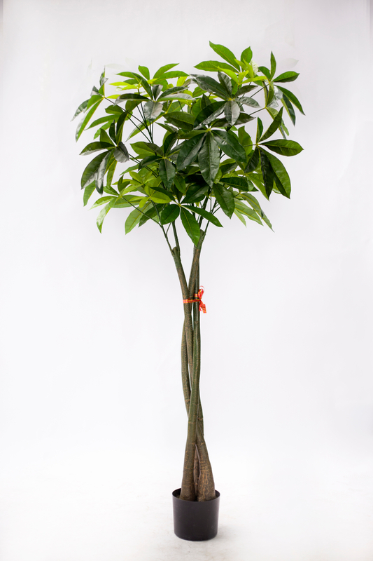 170cm Pachira Macrocarpa