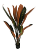 120cm Calathea Zebrina