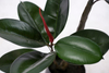 180cm Rubber Plant