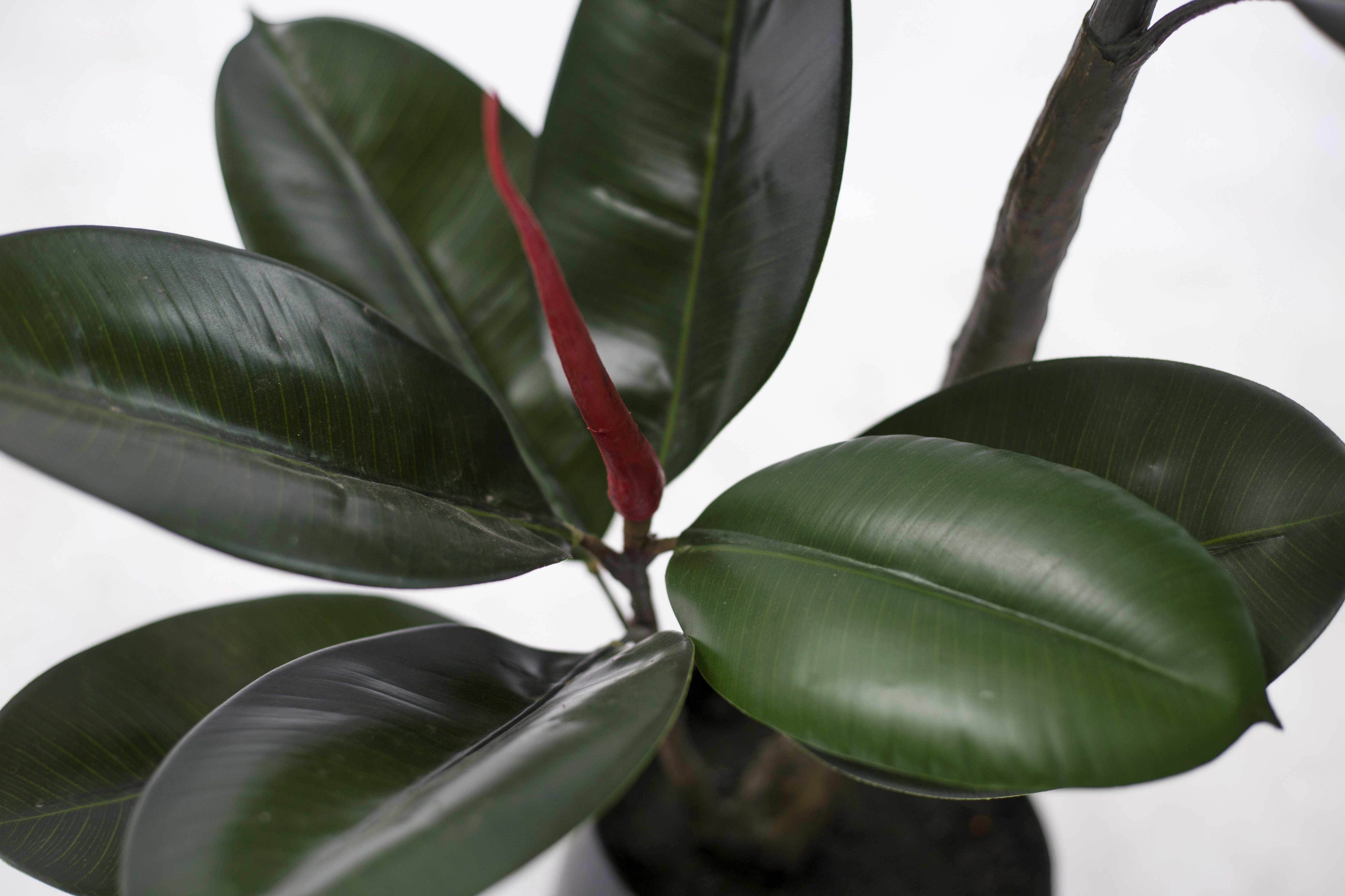 180cm Rubber Plant