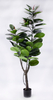 180cm Rubber Plant