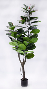 180cm Rubber Plant