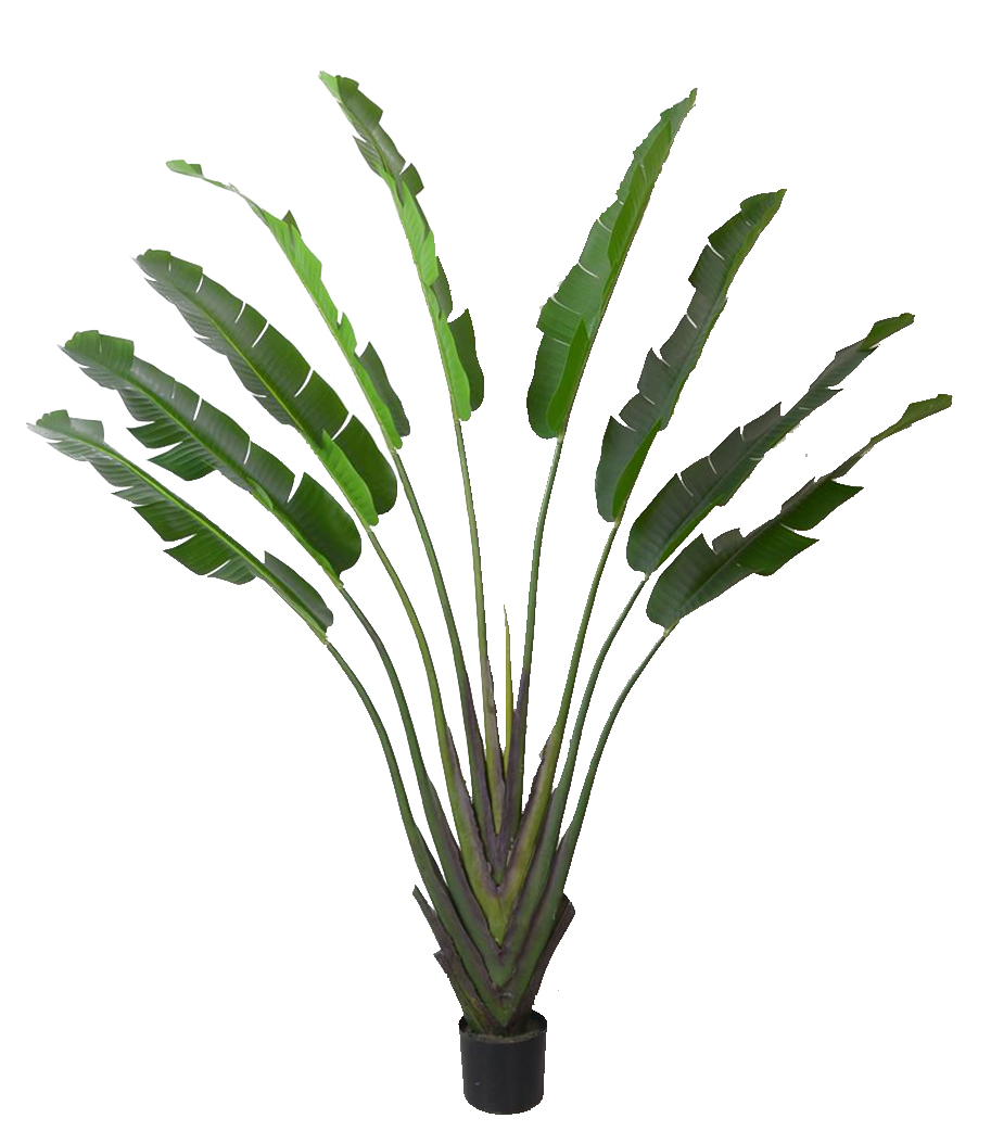 190cm M Banana Tree