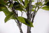 240cm Magnolia
