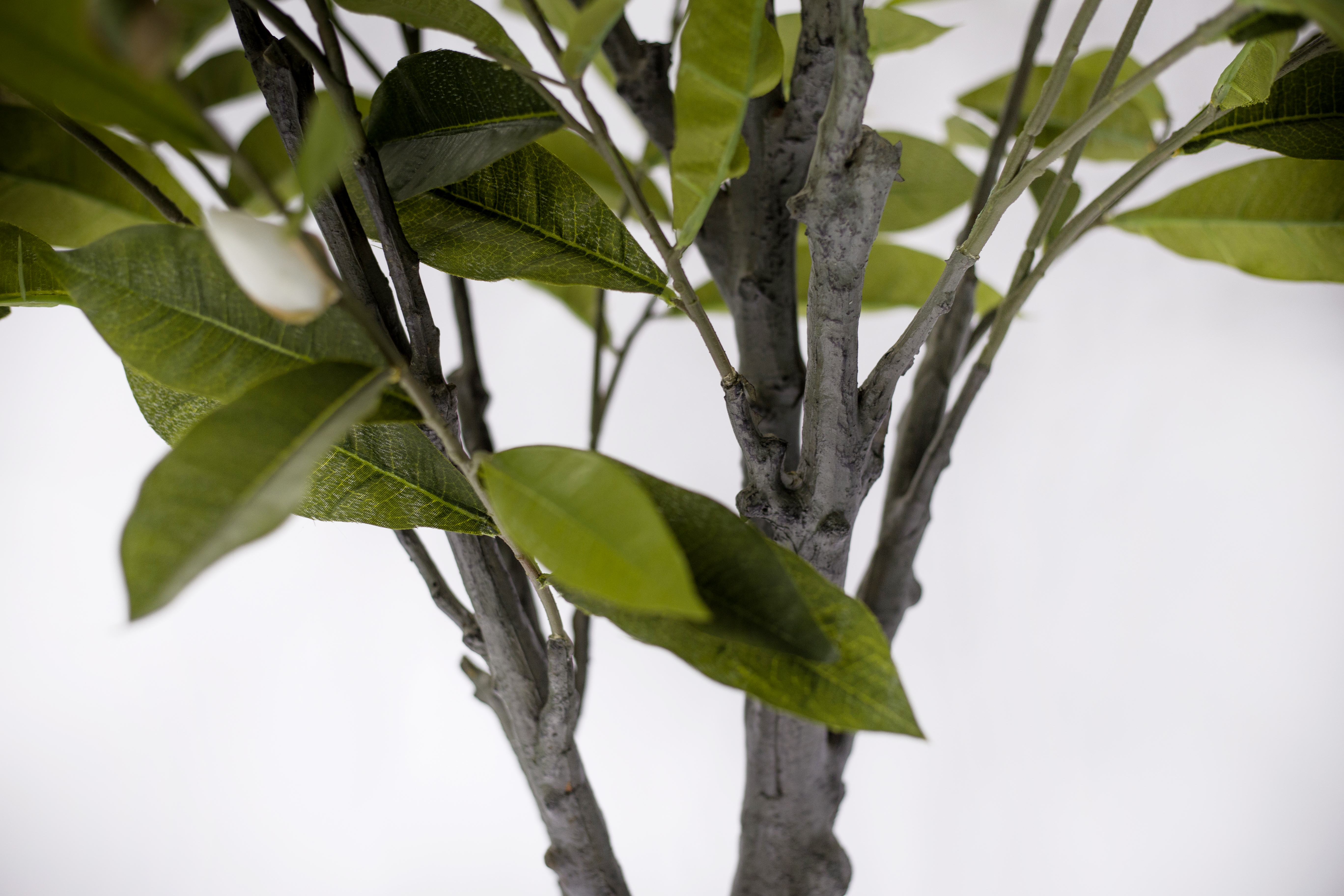 240cm Magnolia