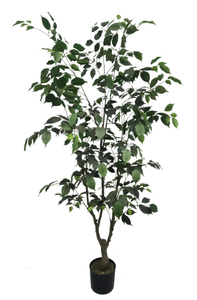 170cm Ficus