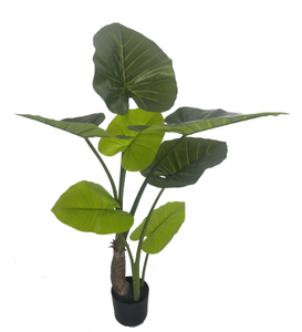 120cm Giant Taro