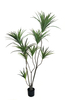 M 180cm Dracaena