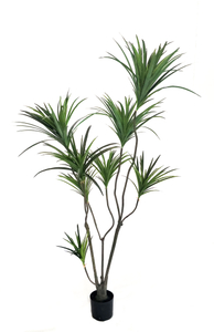 M 180cm Dracaena