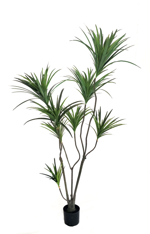 M 180cm Dracaena