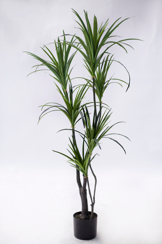 130cm Dracaena